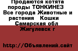 Продаются котята породы ТОНКИНЕЗ - Все города Животные и растения » Кошки   . Самарская обл.,Жигулевск г.